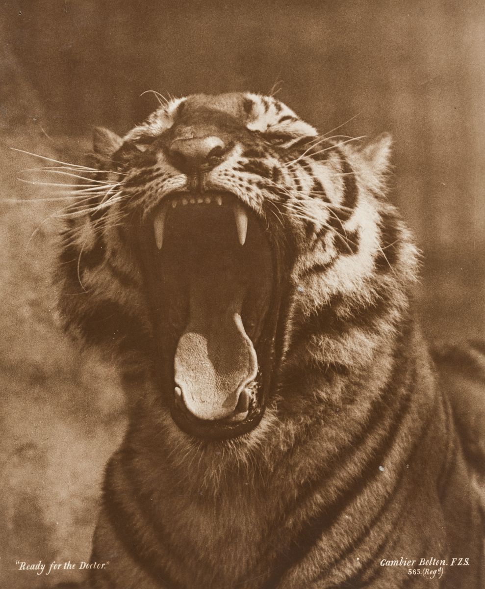 Gambier Bolton (1854-1928), Porträt eines Tigers, die Zähne bleckend (Londoner Zoo), um 1891, Kohledruck, © Archiv der Universität der Künste, Berlin