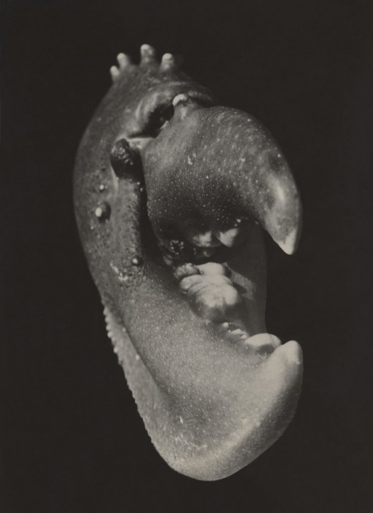 Jean Painlevé: Hummerschere / Pince d´homard, Port-Blanc, Bretagne, 1929. Silbergelatinepapier, 23 x 16,7 cm. Sammlung Dietmar Siegert © Archives Jean Painlevé/Les Documents cinématographiques, Paris; Repro: Christian Schmieder