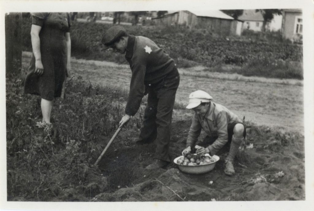 Zvi Kadushin, Juden sammeln Kartoffeln im Ghetto Kaunas, September 1943, © Yad Vashem Archives