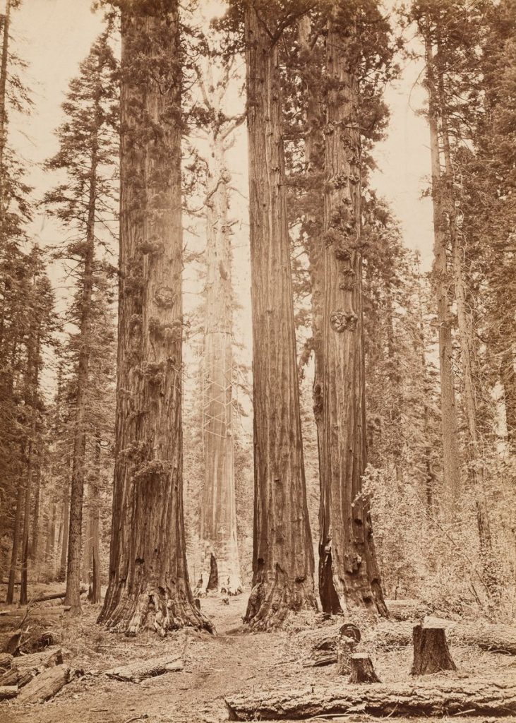 Carleton Watkins (1829-1916), Sequoia Grove, Calaveras County, um 1872, Albuminpapier, © Archiv der Universität der Künste, Berlin