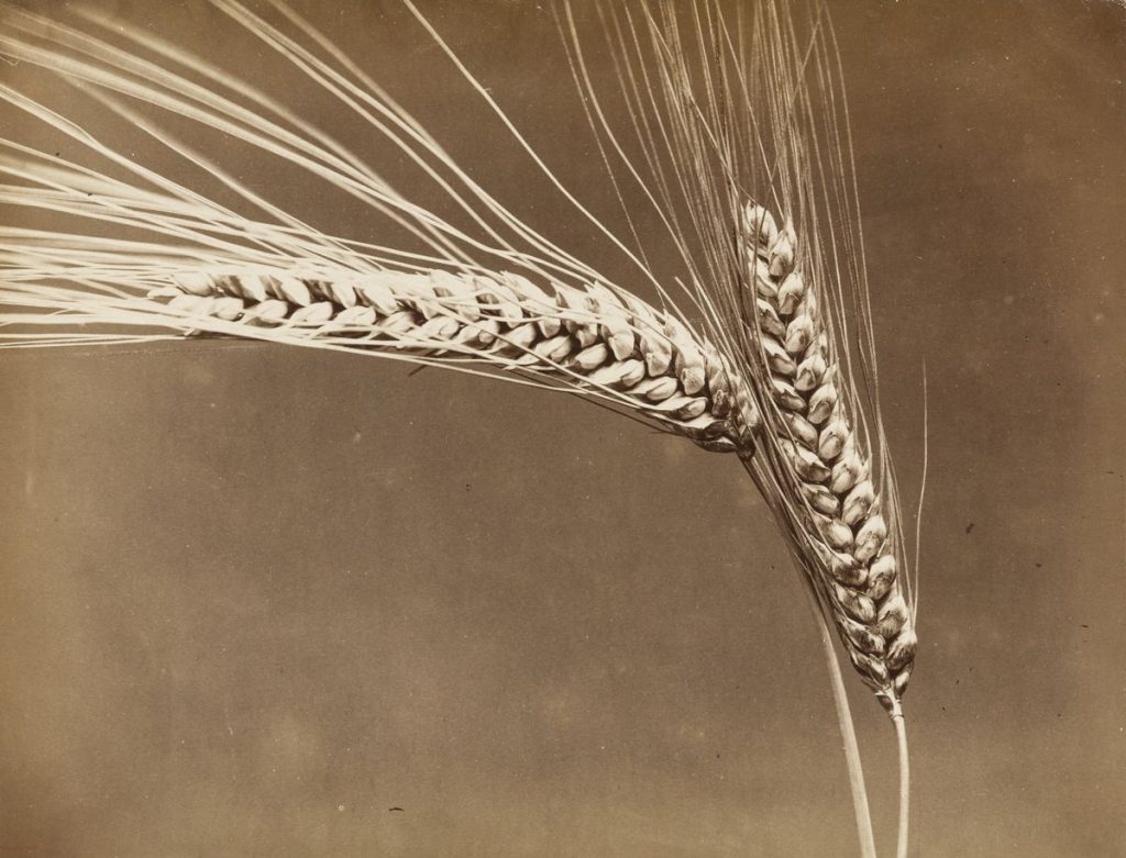 Fratelli Alinari, Weizenähre, 1878-1885, Albuminpapier, © Archiv der Universität der Künste, Berlin
