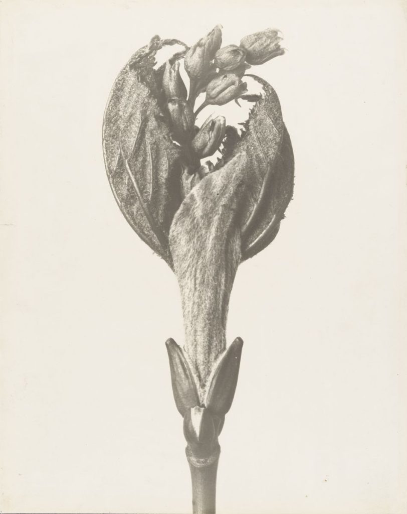 Karl Blossfeldt (1865-1932), Ahorn, Austrieb Blütenspross, 1890er-Jahre bis ca. 1930, Gelatineentwicklungspapier, © Archiv der Universität der Künste, Berlin